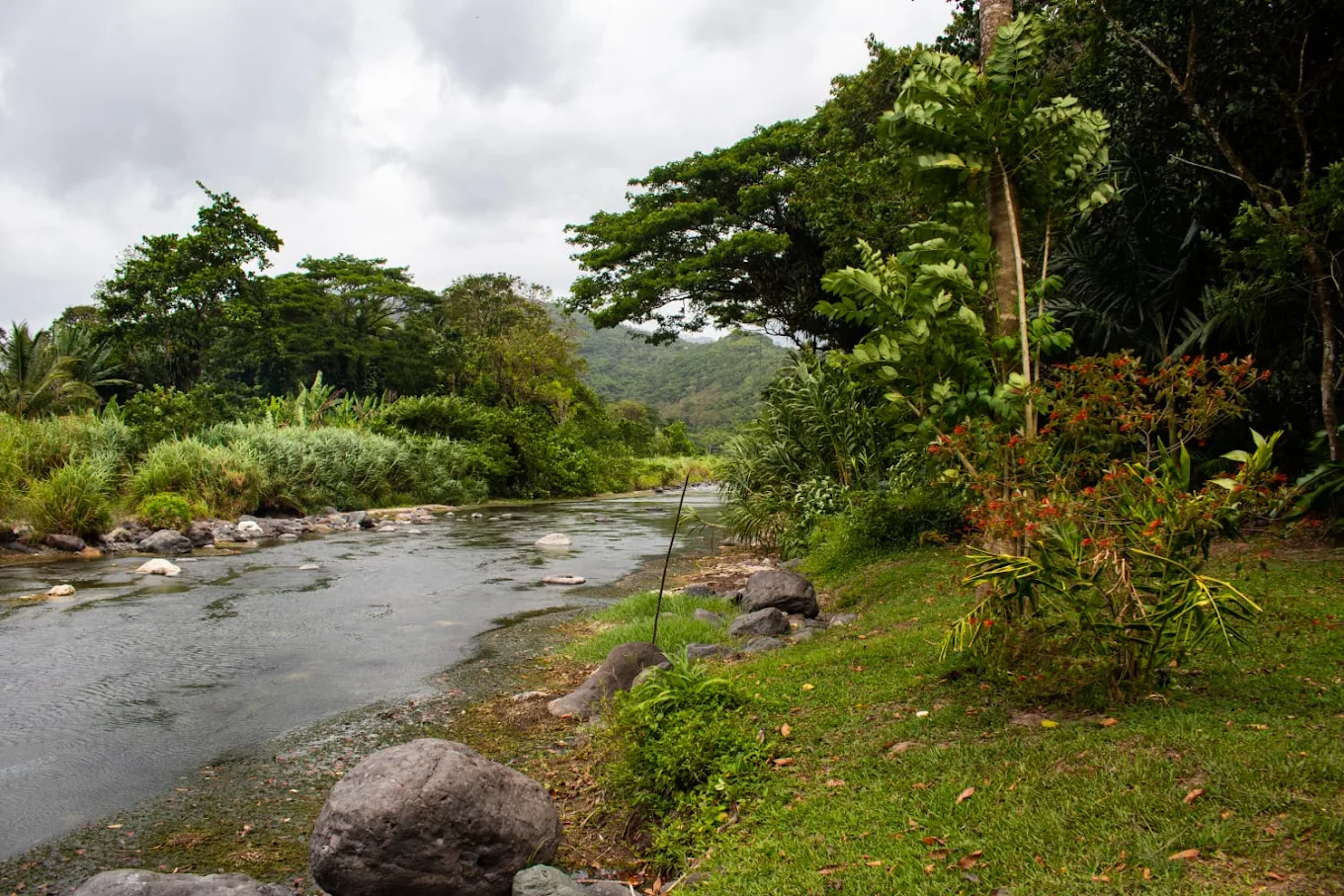 Lush riverside
