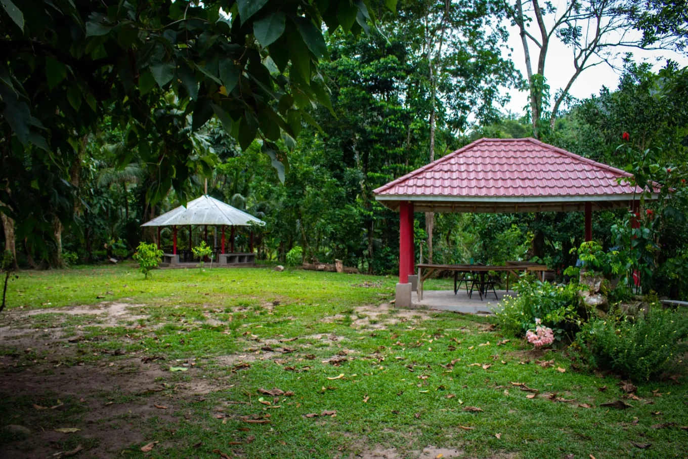 Tropical canopy