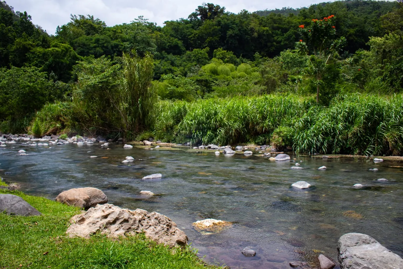 River Bank life